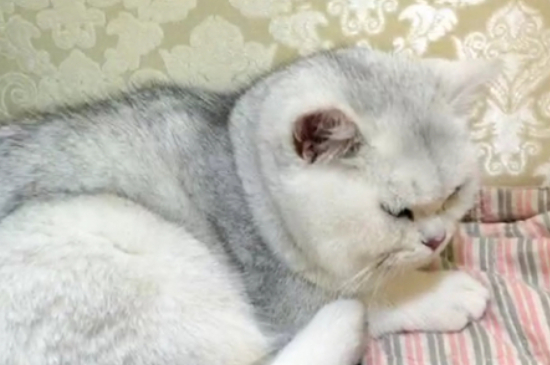 猫能吃海虹吗