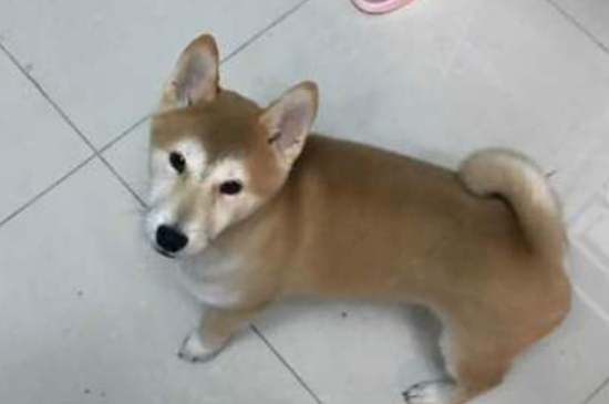 不养日本柴犬的理由