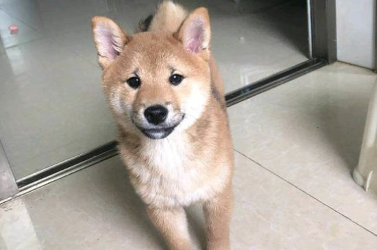 柴犬多大定型