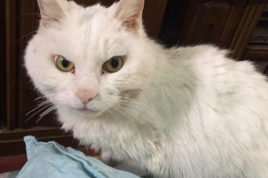 猫心丝虫症状