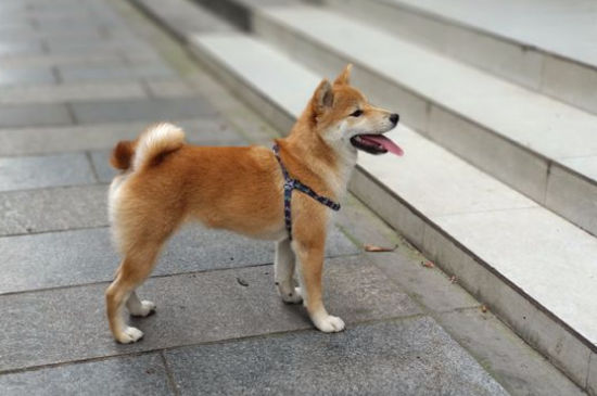 柴犬几个月认主人