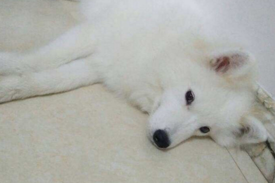 狗狗例假一般多长时间