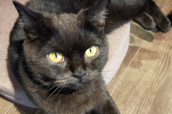 怎么确定黑猫是玄猫