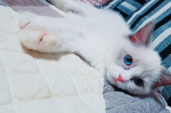 养布偶猫最忌讳什么