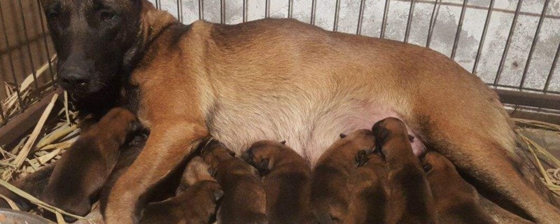 一窝马犬怎么挑选好的