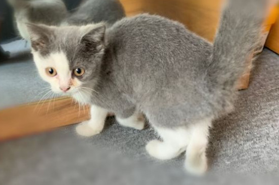 猫咪感冒吃什么药