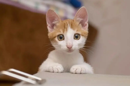 猫咪听得懂人话吗
