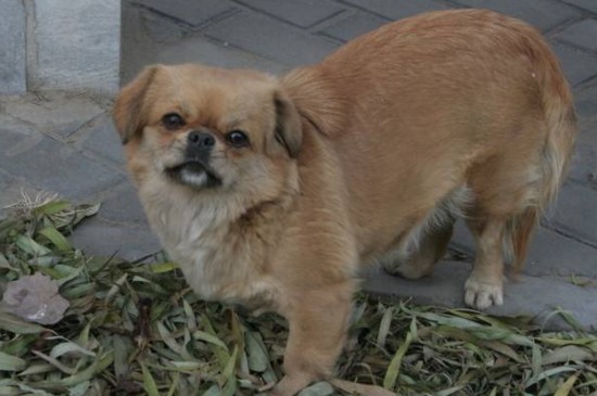 狗吃自己的屎怎么办