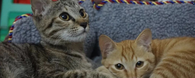 怀孕了养猫要注意什么
