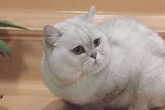 猫怀孕几个月生产