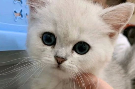 猫爱吃什么