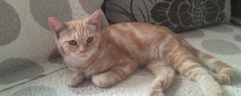 猫生小猫为什么会死