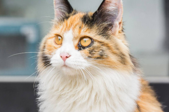猫可以吃玉米吗