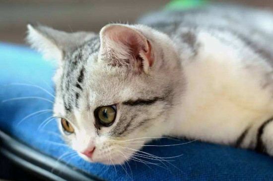 母猫不绝育的危害