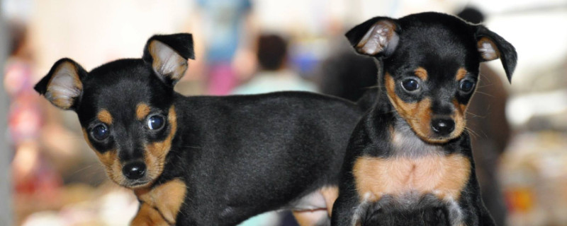 迷你杜宾犬和小鹿犬的区别