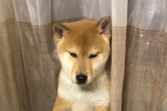 自制狗罐头