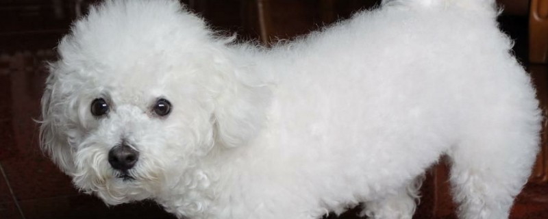 比熊犬疯了怎么办