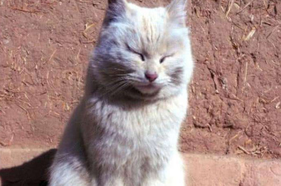 猫咪死后多久可以埋