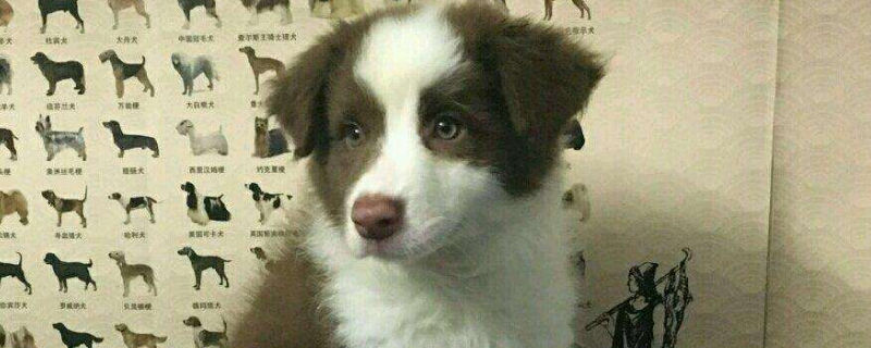 三个月的牧羊犬怎么养
