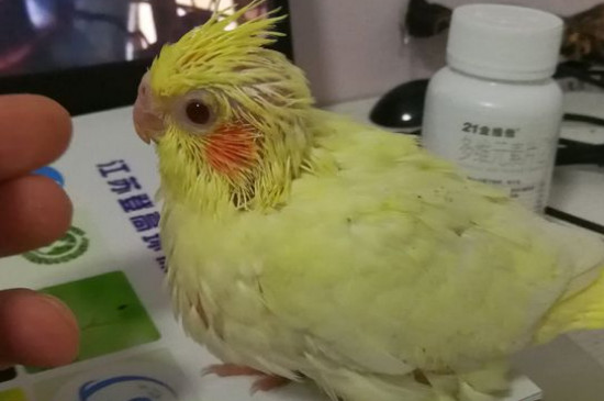 鹦鹉信任主人的表现
