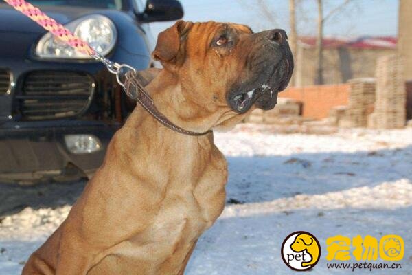 东方斗犬之王土佐犬，凶悍异常轻易不敢饲养