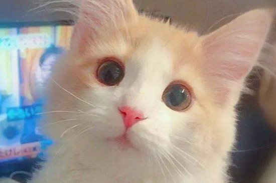 猫哭是因为伤心吗
