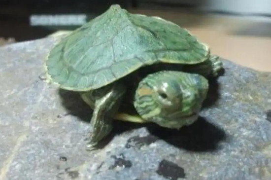 龟壳有点烂了怎么办