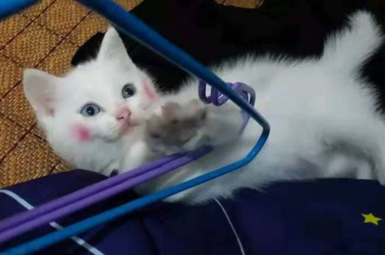 怎么给猫洗澡