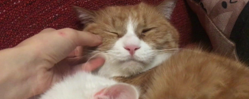 猫零食罐头多久吃一次