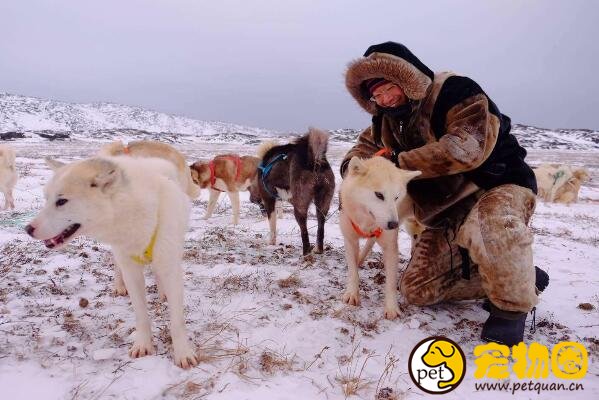 曾经的冰原之狼格陵兰犬，能生存与零下几十度的野外