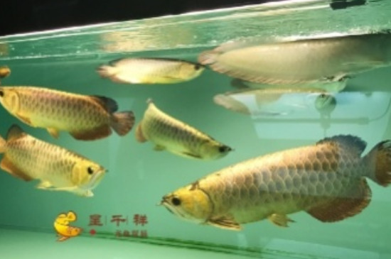 120长40宽的鱼缸能养龙鱼吗