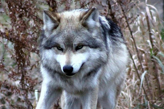 比特犬和狼那个厉害