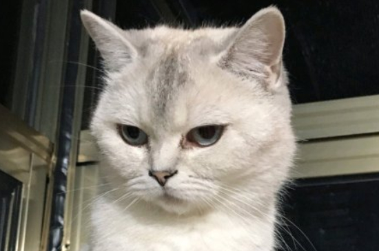 猫生产后吃什么可以补充营养