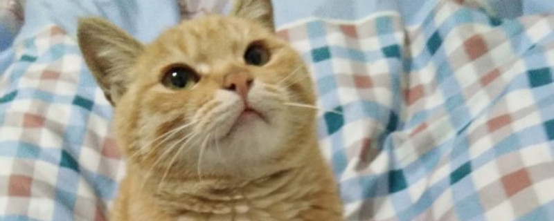 猫瘟怎么治