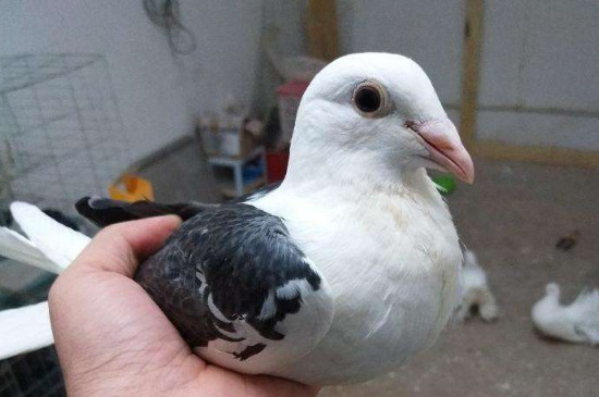 鸽子吃什么产生鸽乳