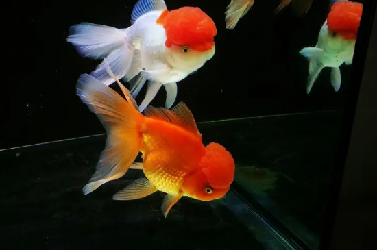 鱼总是浮在水面上怎么回事