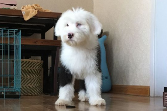 古牧为什么是禁养犬