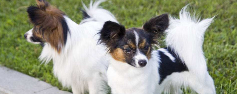 蝴蝶犬和狐狸犬的区别
