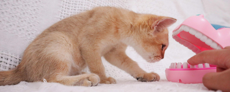 猫会认识自己的主人吗