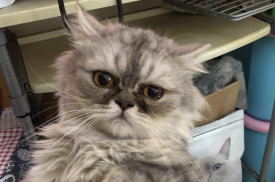 猫泪痕是什么问题