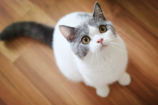 英国短毛猫好养吗，英短特别听话很好养
