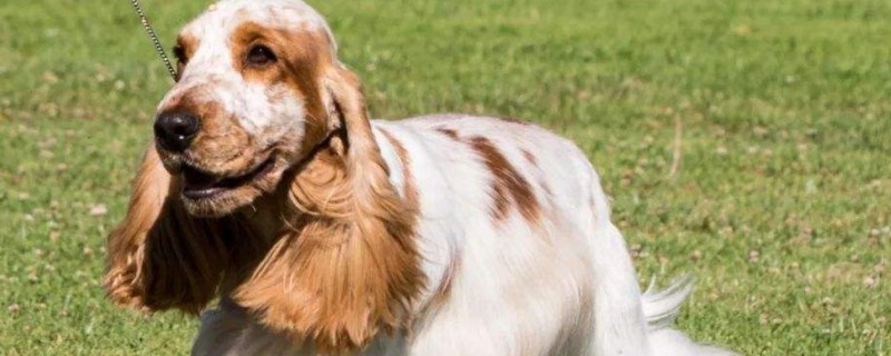 赛级犬是什么意思