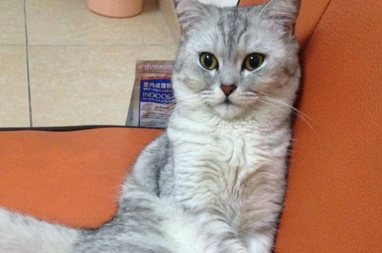 公猫怎么绝育