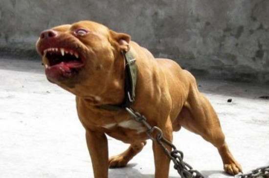 世界上打架最厉害的狗，最凶猛最强壮斗犬排名