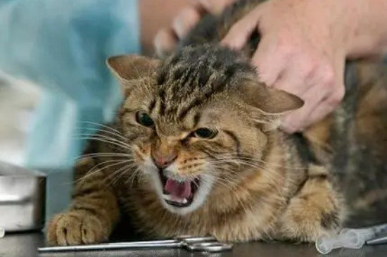 小猫身体一直轻微的抖为什么
