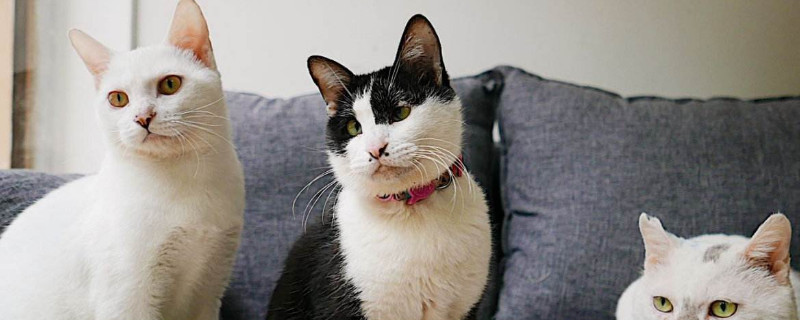 孕妇养猫要注意什么