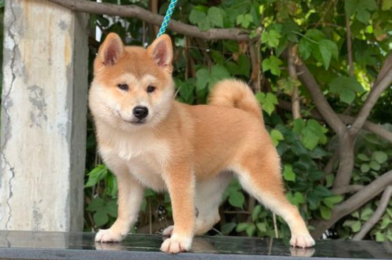 5个月柴犬咬主人怎么办