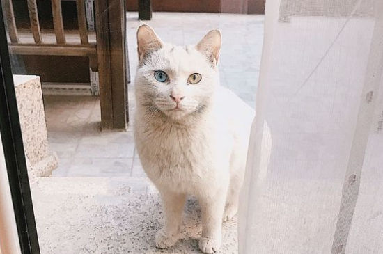 养猫的人容易得什么病