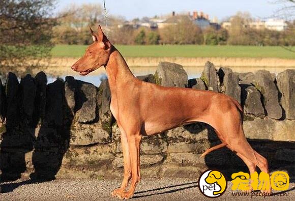 法老王猎犬天生高贵，5000年历史的古老犬种(马耳他国兽)