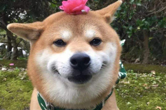 柴犬的笑容会很恐怖，治愈笑容下藏着四大缺点